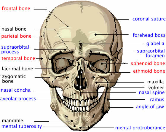 Skull - Anatomy & Physiology